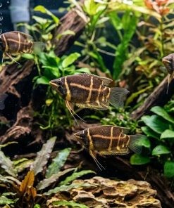 Chocolate Gourami (Sphaerichthys osphromenoides) For Sale Canada | Blackwater Fish
