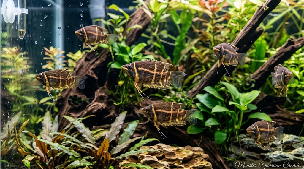 Chocolate Gourami (Sphaerichthys osphromenoides) For Sale Canada | Blackwater Fish