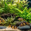Clown Loach (Chromobotia macracanthus) 1.5" for Sale Canada | Juvenile Tropical Loach