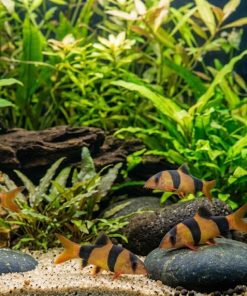 Clown Loach (Chromobotia macracanthus) 1.5" for Sale Canada | Juvenile Tropical Loach
