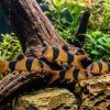 Clown Loach (Chromobotia macracanthus) 3–3.75" for Sale Canada | Tropical Loach