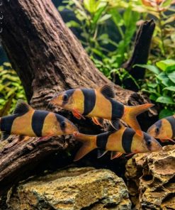 Clown Loach (Chromobotia macracanthus) 3–3.75" for Sale Canada | Tropical Loach