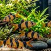 Clown Loach (Chromobotia macracanthus) 2–2.75" for Sale Canada | Tropical Loach