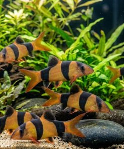 Clown Loach (Chromobotia macracanthus) 2–2.75" for Sale Canada | Tropical Loach