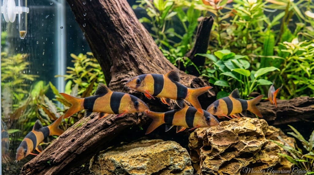 Clown Loach (Chromobotia macracanthus) 3–3.75" for Sale Canada | Tropical Loach