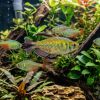 Congo Tetra (Phenacogrammus interruptus) For Sale Canada | Rainbow African Tetra