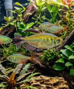 Congo Tetra (Phenacogrammus interruptus) For Sale Canada | Rainbow African Tetra