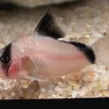 Bandit Corydoras (Corydoras metae) for Sale Canada | Premium Cory Catfish