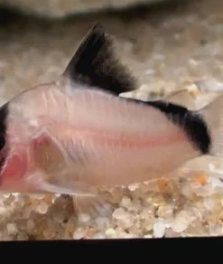 Bandit Corydoras (Corydoras metae) for Sale Canada | Premium Cory Catfish