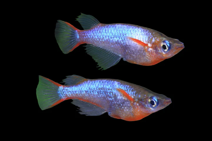 Daisy's Blue Rice Fish (Oryzias latipes) for Sale Canada | Premium Medaka Fish