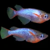 Daisy's Blue Rice Fish for Sale in Canada | Buy Oryzias latipes