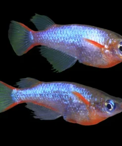 Daisy's Blue Rice Fish for Sale in Canada | Buy Oryzias latipes