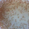 Daphnia Culture with Spirulina Food Canada | Live Daphnia Starter Culture