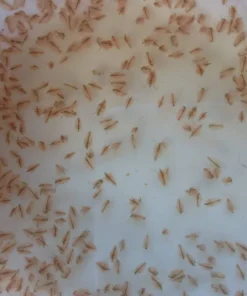 Daphnia Culture with Spirulina Food Canada | Live Daphnia Starter Culture
