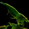 Dark Green Shrimp (Neocaridina davidi var.) S-Grade for Sale Canada | Premium Aquarium Shrimp