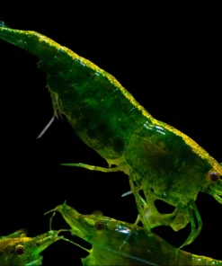 Dark Green Shrimp (Neocaridina davidi var.) S-Grade for Sale Canada | Premium Aquarium Shrimp