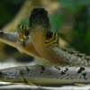 Delhezi Bichir (Polypterus delhezi) 3" for Sale Canada | Rare African Bichir