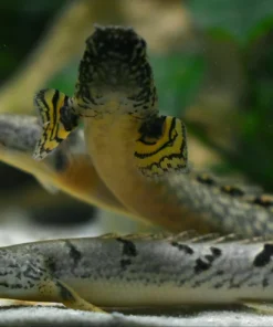 Delhezi Bichir (Polypterus delhezi) 3" for Sale Canada | Rare African Bichir