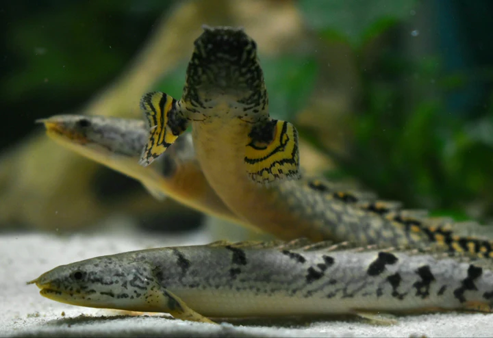 Delhezi Bichir (Polypterus delhezi) 3" for Sale Canada | Rare African Bichir