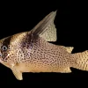 CW28 Super Schwartzi Corydoras for Sale Canada | Rare CW028 Cory Catfish
