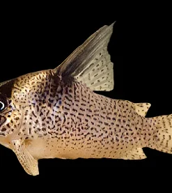 CW28 Super Schwartzi Corydoras for Sale Canada | Rare CW028 Cory Catfish