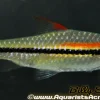Denisoni Barb (Sahyadria denisonii) 3" for Sale Canada | Roseline Shark
