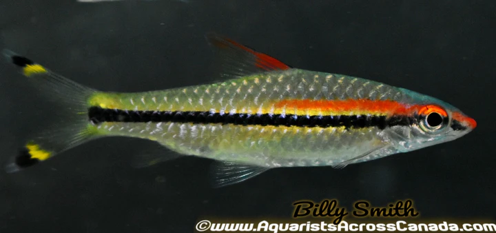 Denisoni Barb (Sahyadria denisonii) 3" for Sale Canada | Roseline Shark