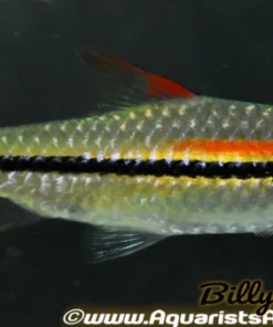 Denisoni Barb (Sahyadria denisonii) 5" for Sale Canada | Buy Denison Barb