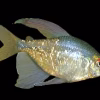 Diamond Tetra (Moenkhausia pittieri) for Sale Canada | Premium Schooling Aquarium Fish