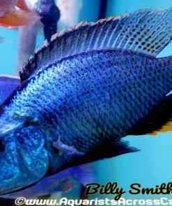 DIMIDOCHROMIS COMPRESSICEPS *EYE BITER* 7-8" MALE