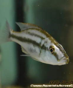 DIMIDOCHROMIS COMPRESSICEPS *EYE BITER* (DOMESTIC, HOUSEBRED) 2"