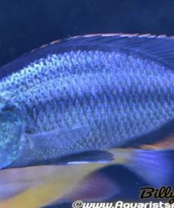 DIMIDOCHROMIS COMPRESSICEPS *EYE BITER* (DOMESTIC, HOUSEBRED) 6" MALE