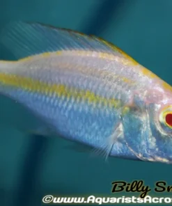 DIMIDOCHROMIS COMPRESSICEPS. SP *ALBINO* (HOUSEBRED, DOMESTIC) 7"