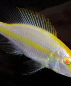 DIMIDOCHROMIS COMPRESSICEPS. SP *ALBINO* (HOUSEBRED, DOMESTIC) 2"