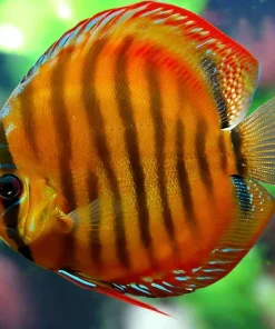 DISCUS ALENQUER RED *Symphysodon aequifasciatus* 3"
