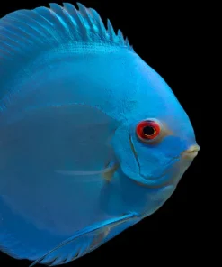 DISCUS BLUE DIAMOND *Symphysodon aequifasciatus* 3"