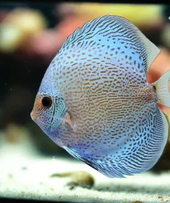 DISCUS BLUE SCORPION SNAKESKIN *Symphysodon aequifasciatus* 3"