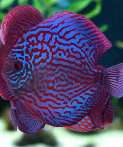 DISCUS BRILLIANT BLUE TURQUOISE *Symphysodon aequifasciatus* 3"