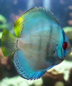 *Symphysodon aequifasciatus* 3" Regular price$119.99 CAD DISCUS COBALT BLUE *Symphysodon aequifasciatus* 2.5-3" D2405M Sold out DISCUS COBALT BLUE *Symphysodon aequifasciatus* 2.5-3" D2405M