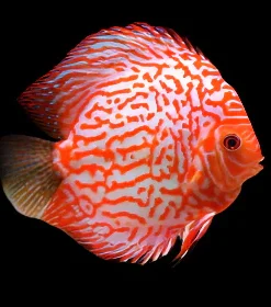 DISCUS PIGEON STARDUST *Symphysodon aequifasciatus* 3"