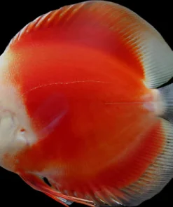 DISCUS RED MARLBORO *Symphysodon aequifasciatus* 3"