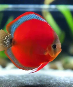DISCUS SAN MERAH *Symphysodon aequifasciatus* 3"
