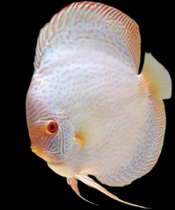 DISCUS WHITE SCORPION SNAKESKIN *Symphysodon aequifasciatus* 3"