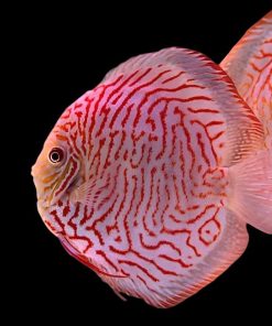 DISCUS WHITE TIGER *Symphysodon aequifasciatus* 3"