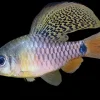 Drape Fin Barb (Oreichthys crenuchoides) for Sale Canada | Buy Drape Fin Barb