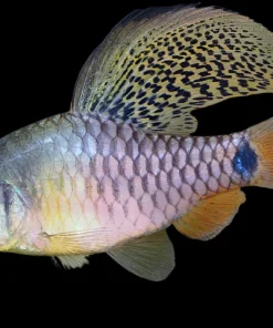 Drape Fin Barb (Oreichthys crenuchoides) for Sale Canada | Buy Drape Fin Barb