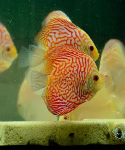 DISCUS PIGEONBLOOD *Symphysodon aequifasciatus* 3" - Aquarists Across Canada DISCUS PIGEONBLOOD *Symphysodon aequifasciatus* 3"