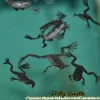 Dwarf Aquatic Frog (Hymenochirus sp.) 2407 for Sale Canada | Aquarium Frog