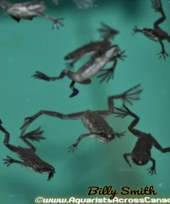 Dwarf Aquatic Frog (Hymenochirus sp.) 2407 for Sale Canada | Aquarium Frog