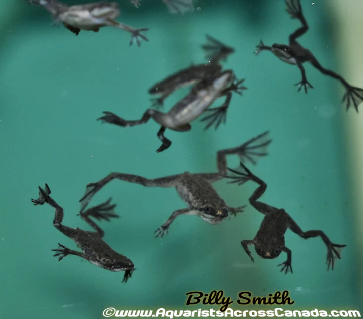 Dwarf Aquatic Frog (Hymenochirus sp.) 2407 for Sale Canada | Aquarium Frog